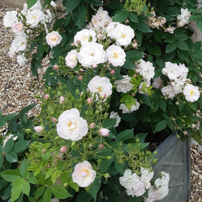 Harkness Roses Gift Wrapped Rose Sense and Sensibility , 3L Potted Rose ...
