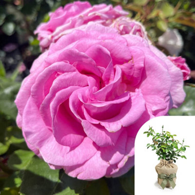Harkness Roses - Gift Wrapped Susan's Rose, Established Rose in 4 Litre Pot