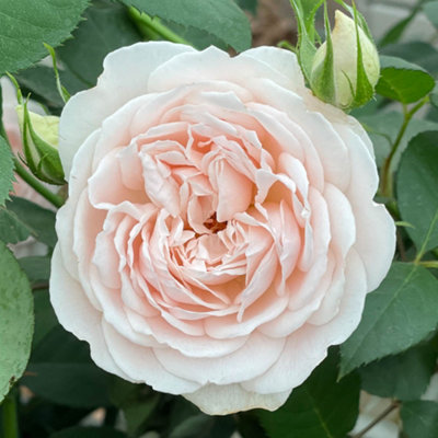 Harkness Roses Glyndebourne Rose ™, Established Rose in 3 Litre Pot ...