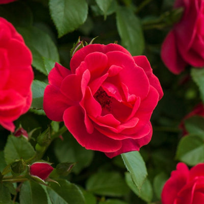 Harkness Roses James' Rose, Established Plant in 4 Litre Pot, Ready to ...