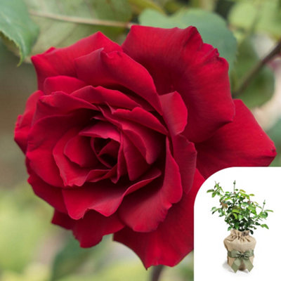 Harkness Roses James' Rose, Gift Wrapped Established Plant in 3-4 Litre ...