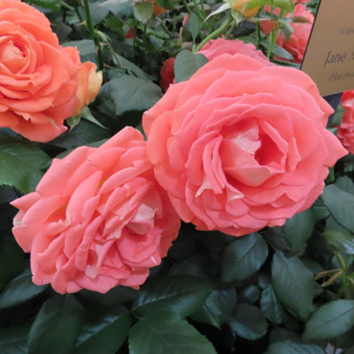 Harkness Roses 'Jane Austen' in 3L Pot