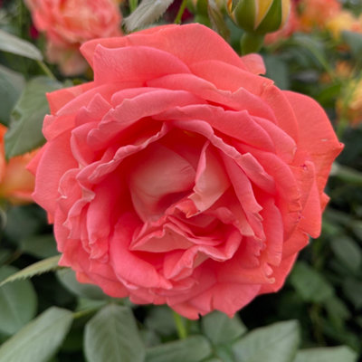 Harkness Roses 'Jane Austen' in 3L Pot