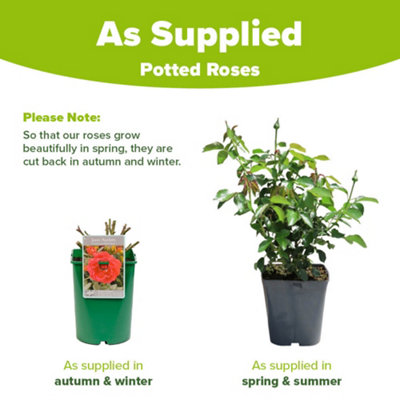 Harkness Roses 'Jane Austen' in 3L Pot