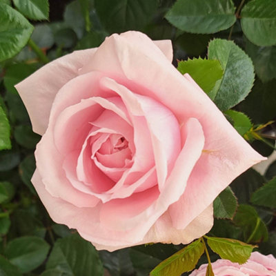 Harkness Roses 'Jane Austen's Emma' Rose, 4 Litre Potted, Established ...