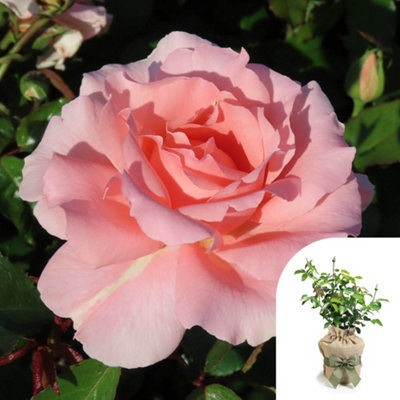 Harkness Roses L'Aimant Rose , 4 Litre Potted, Gift Wrapped
