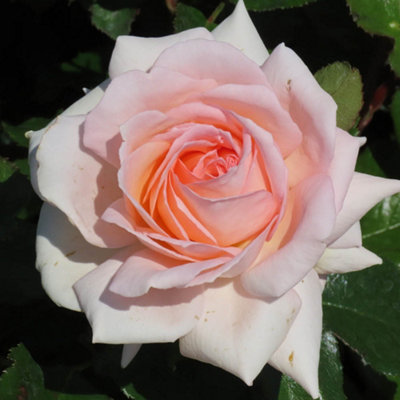 Harkness Roses Michelle's Rose, 1 x 4 Litre Potted Hybrid Tea ...