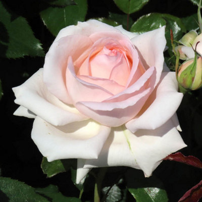 Harkness Roses Michelle's Rose, 1 x 4 Litre Potted Hybrid Tea ...