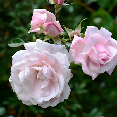 Harkness Roses Nicola's Rose, Gift Wrapped Climbing Soft Pink and ...