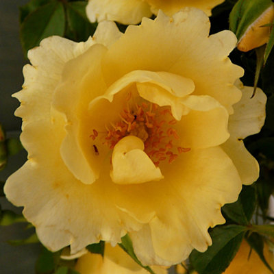 Harkness Roses Noah's Rose, Climbing, Gift Wrapped Yellow Repeat ...