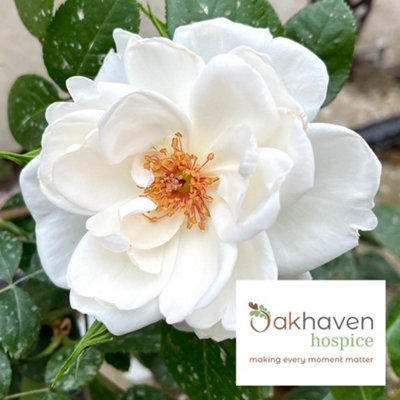 Harkness Roses 'Oakhaven Hospice' Rose, White Flowering Climbing Rose ...