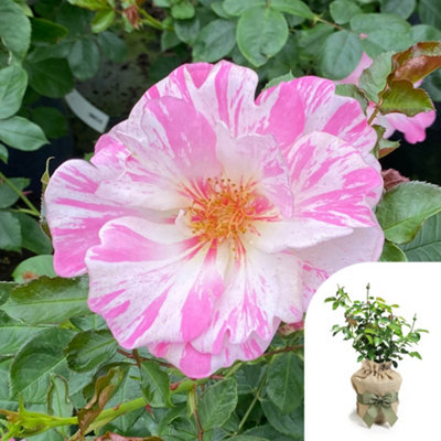 Harkness Roses Oliver's Rose, Gift Wrapped Climbing Pink White