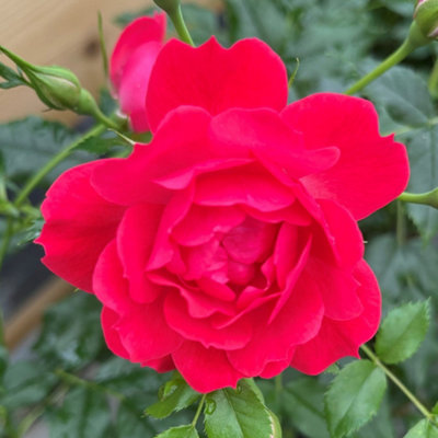 Harkness Roses 'Raspberry Royale' Rose, Bare Root Rose, Deep Red Blooms ...