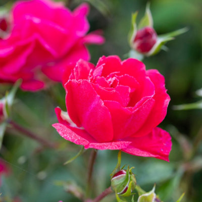 Harkness Roses 'Raspberry Royale' Rose, Bare Root Rose, Deep Red