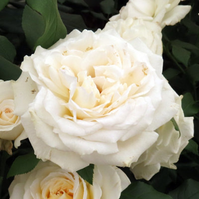 Harkness Roses Rebecca's Rose, Gift Wrapped Established Plant in 3-4 ...