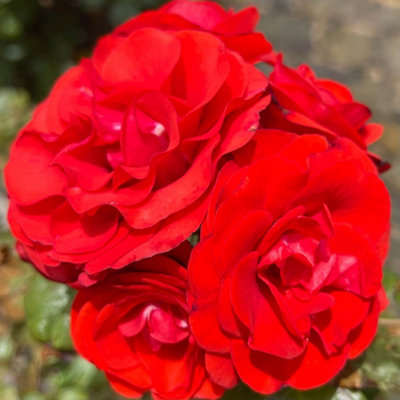 Harkness Roses 'Remembrance' Rose ™ Bare Root, Ready to Plant