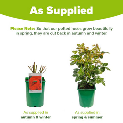 Harkness Roses 'Remembrance' Rose ™, Established Plant in 4 Litre Pot, Ready to Plant
