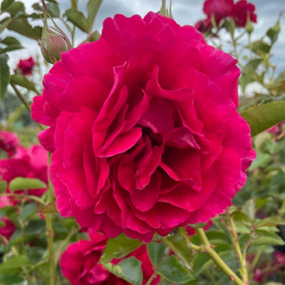 Harkness Roses Richard's Rose, Gift Wrapped, 1 x 4 Litre Pot, Red ...