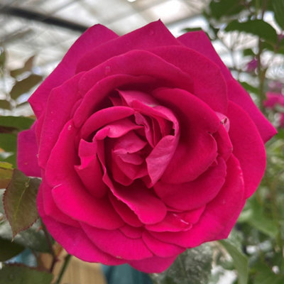 harkness-roses-rose-all-my-
