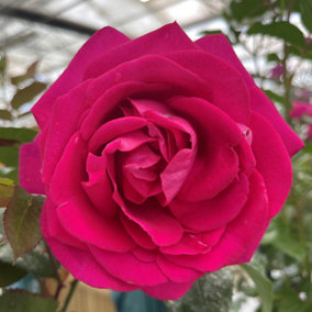 Harkness Roses - Rose All My Loving in 3L or 4L Pot
