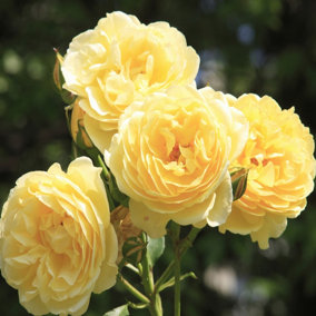 Harkness Roses Rose Belle de Jour in a 3L or 4L Pot Ready to Plant