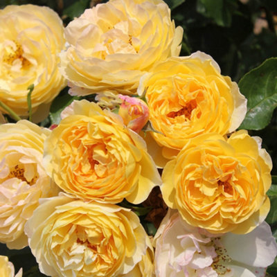 Harkness Roses Rose Belle de Jour in a 3L or 4L Pot Ready to Plant