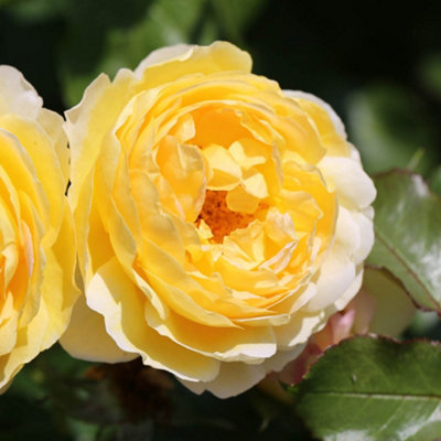 Harkness Roses Rose Belle de Jour in a 3L or 4L Pot Ready to Plant - 3