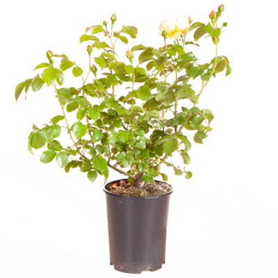 Harkness Roses Rose Belle de Jour in a 3L or 4L Pot Ready to Plant - 4