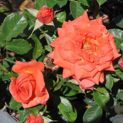 Harkness Roses, Rose Betty Harkness Bare Root