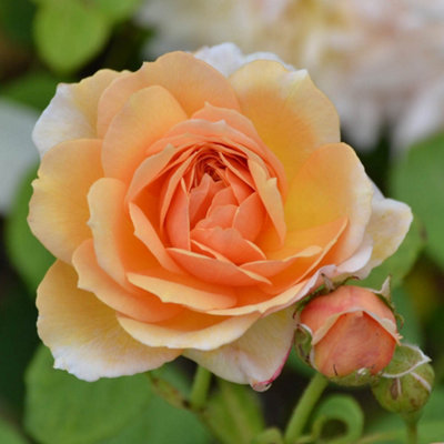Harkness Roses - Rose Clair Renaissance in a 3L or 4L Pot | DIY at B&Q