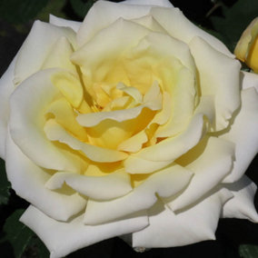 Harkness Roses - Rose Diamond Days 3L or 4L Pot