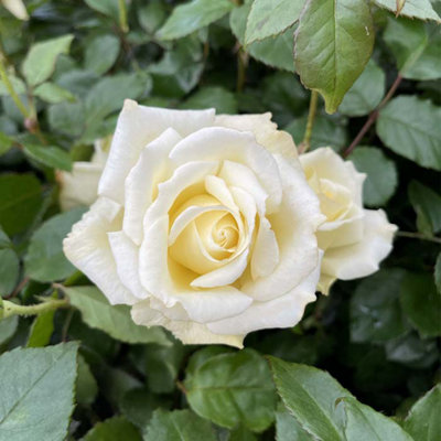 Harkness Roses - Rose Diamond Days 3L or 4L Pot