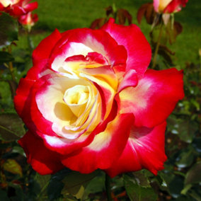 Harkness Roses, Rose Double Delight Bare Root