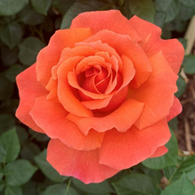 Harkness Roses - Rose Easy Does It in 3L or 4L Pot