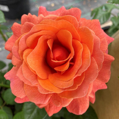 Harkness Roses - Rose Easy Does It in 3L or 4L Pot