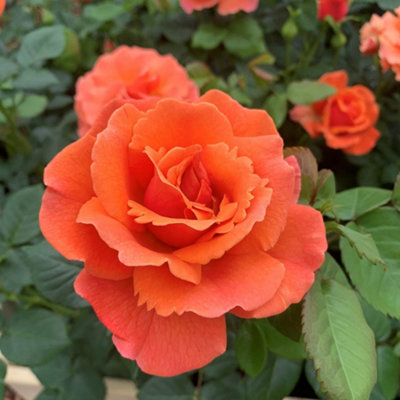 Harkness Roses - Rose Easy Does It in 3L or 4L Pot - 3