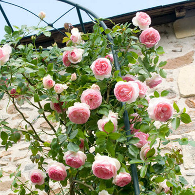 Harkness Roses - Rose Eden 3L Pot