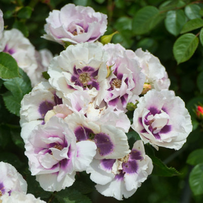 Harkness Roses - Rose Eyes for You 3L or 4L Pot
