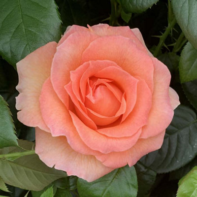 Harkness Roses - Rose 'Fab at 80' ™, Potted in a 3L Pot, Garden Ready, Birthday 80th Gift