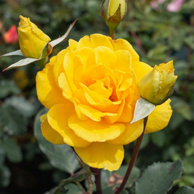 Harkness Roses, Rose Golden Perfume Bare Root