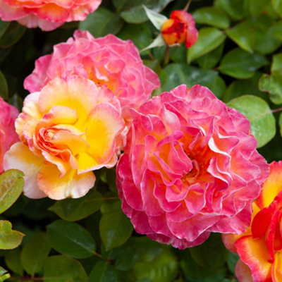 Harkness Roses - Rose Gorgeous in 3L or 4L Pot