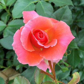 Harkness Roses, Rose I Am Macmillan 3L to 4L Pot