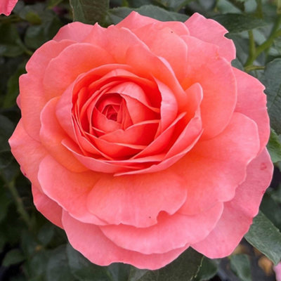 Harkness Roses - Rose Pink Abundance 3L or 4L Pot