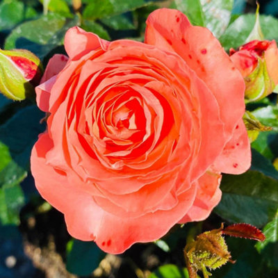 Harkness Roses - Rose Pink Abundance 3L or 4L Pot