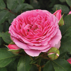 Harkness Roses - Rose Platinum Jubilee in a 3L or 4L Pot