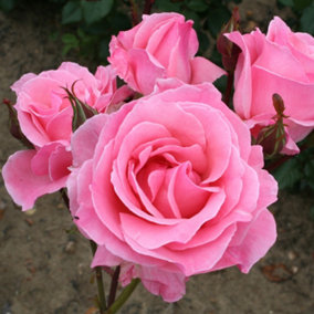 Harkness Roses, Rose Queen Elizabeth Bare Root