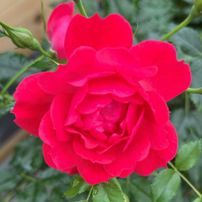 Harkness Roses - Rose Raspberry Royale 3L or 4L Pot
