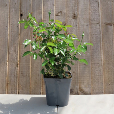 Harkness Roses - Rose Raspberry Royale 3L or 4L Pot - 4