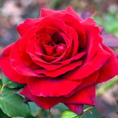 Harkness Roses, Rose Royal William Bare Root | DIY at B&Q