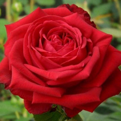 Harkness Roses - Rose Sophia Lauren Bare Root